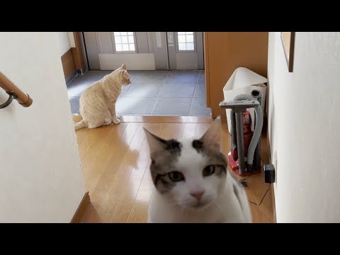 思い通りにならないとブツブツ文句を言う猫(YouTube)