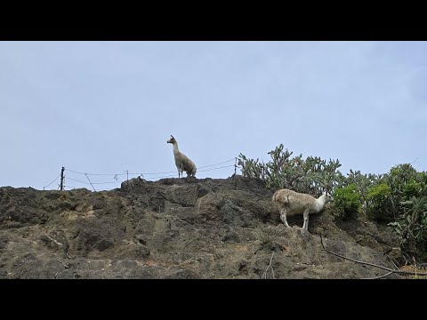ハッピーバースデー(YouTube)