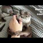 ねむいのに寝たくないとぐずるカワウソが可愛すぎる　Otter Refusing to Go to Sleep is the Cutest Thing Ever(YouTube)