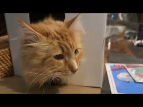 【猫動画】GW明けにはニャンコが必要！SP〜にゃんともパレード〜#猫動画#猫#433(YouTube)