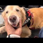 つらいお知らせをしなくてはならないです。(YouTube)