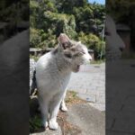 もうちょっとで何か喋りそうな猫 #ImpressedCatVideo #catisland #猫(YouTube)