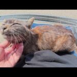 黒猫ちゃんに新鮮な水を提供したら、ひざにのって甘えてきた(YouTube)