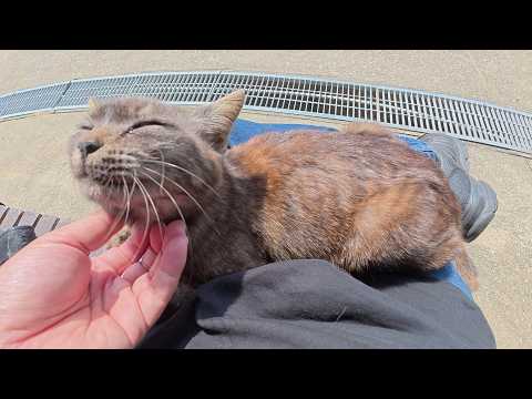 黒猫ちゃんに新鮮な水を提供したら、ひざにのって甘えてきた(YouTube)