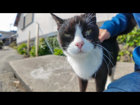 茶トラ猫軍団＋ハチワレ猫(YouTube)