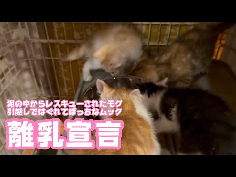 離乳宣言しましょう  泥の中からレスキューされたモグと引越しでボッチになったムック   2025 05 30 1(YouTube)