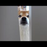柴犬が新入り猫に我慢できなくなる瞬間が、これ。(YouTube)
