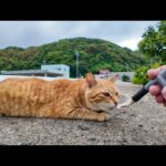 ちゅーるよりナデナデ！？甘えん坊すぎる防波堤の野良猫に癒される…(YouTube)