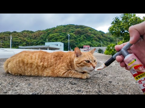 ちゅーるよりナデナデ！？甘えん坊すぎる防波堤の野良猫に癒される…(YouTube)