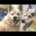 【ストレスのないドッグライフ】子犬・成犬・野犬の迎え入れと躾け方法(YouTube)