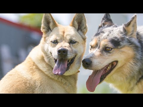 【ストレスのないドッグライフ】子犬・成犬・野犬の迎え入れと躾け方法(YouTube)