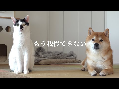 柴犬に猫語で大好きを伝えたい！柴犬と猫の愛の攻防がこちら。(YouTube)