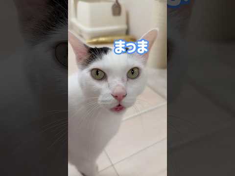 配信中に甘えモードになるお喋り猫チロさん #shorts(YouTube)