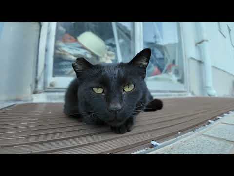 【今週のボツ動画】今週撮った未公開猫動画まとめて公開-unreleased video of this week-2025/5/1w(YouTube)