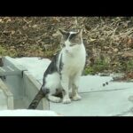 新顔が来たけど、もしかしてオスの三毛猫！？(YouTube)