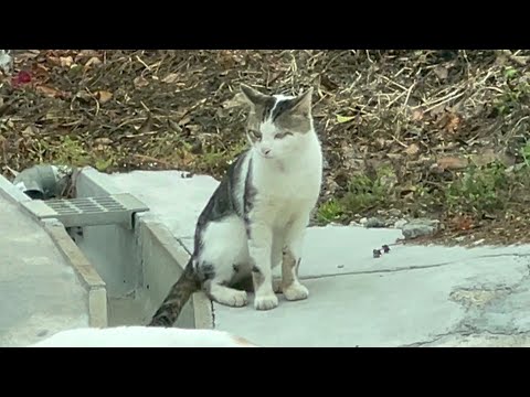 新顔が来たけど、もしかしてオスの三毛猫！？(YouTube)