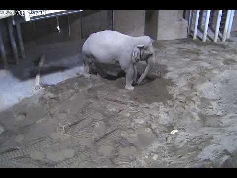 埋められた餌を食べるために前足で砂を掘るアジアゾウのアマラ（0.5秒間隔のタイムラプス撮影を0.5秒間隔のまま再生）：多摩動物公園(YouTube)