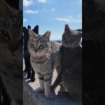 猫島で波止場に座ると猫に取り囲まれた  #ImpressedCatVideo #catisland #猫(YouTube)