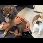 【ご報告】保護子犬が我が家を卒業する事になりました…(YouTube)