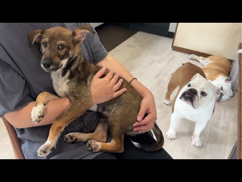 【ご報告】保護子犬が我が家を卒業する事になりました…(YouTube)