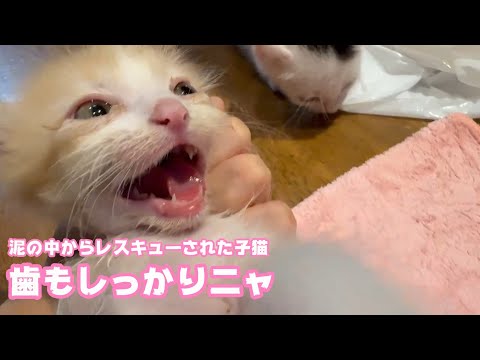 歯もしっかりあるニャン  泥の中からレスキューされた子猫  モグ  2025 05 26 2(YouTube)