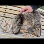 キジトラ猫をモフったら喉をゴロゴロと鳴らして喜んでくれた(YouTube)