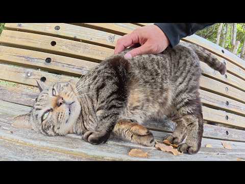キジトラ猫をモフったら喉をゴロゴロと鳴らして喜んでくれた(YouTube)