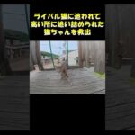 ライバル猫に追われて高い所に追い詰められた猫ちゃんを救出 #猫 #cat #ネコ(YouTube)