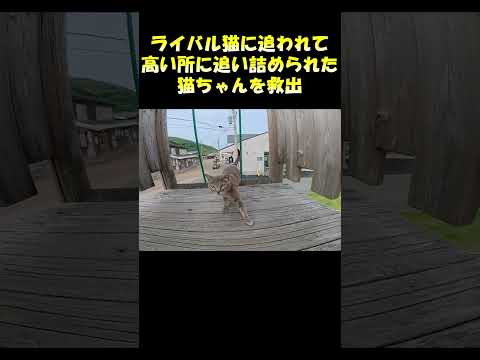 ライバル猫に追われて高い所に追い詰められた猫ちゃんを救出 #猫 #cat #ネコ(YouTube)