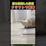 ハムにドリフト攻めされ逃げる猫😂【猫とハムスター】 #猫 #cat(YouTube)
