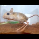 妙なネズミを見つけたので連れて帰ってきた(YouTube)