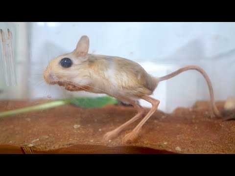 妙なネズミを見つけたので連れて帰ってきた(YouTube)