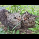 モフモフの猫に触ろうとしたら、キジトラ猫がブロックしてきた(YouTube)