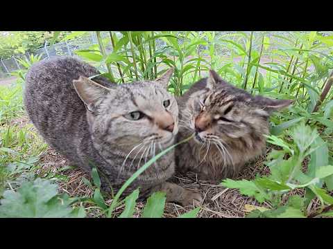 モフモフの猫に触ろうとしたら、キジトラ猫がブロックしてきた(YouTube)