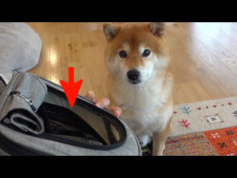 新しい家族となった猫！柴犬とルームツアーしたら優しい現象が起きました。(YouTube)
