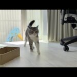 「ごはんだよ〜」と呼ぶと庭から秒で帰ってくるもちが可愛すぎます笑(YouTube)