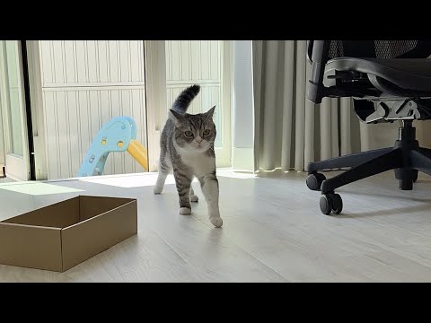 「ごはんだよ〜」と呼ぶと庭から秒で帰ってくるもちが可愛すぎます笑(YouTube)