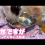突然ですが  離乳したくない子猫達  泥の中からレスキューされて3週間  ムク＆モグ   2025 05 27 2(YouTube)
