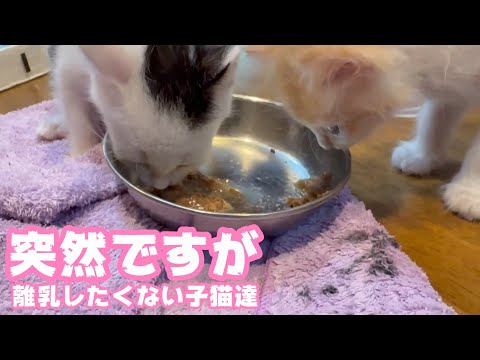 突然ですが  離乳したくない子猫達  泥の中からレスキューされて3週間  ムク＆モグ   2025 05 27 2(YouTube)