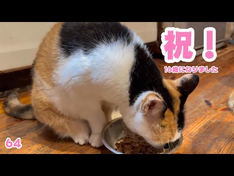 祝！おめでとう！16歳になりました  チャメ    2025 05 01 1(YouTube)