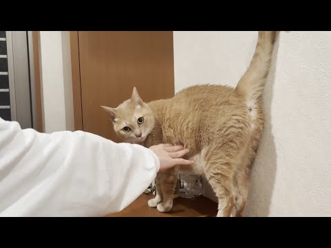 息子がイベントから無事に帰ってくるのを祈る猫(YouTube)