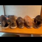 バクバク食べてモリモリパワーを付けてる猫(YouTube)