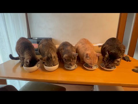 バクバク食べてモリモリパワーを付けてる猫(YouTube)