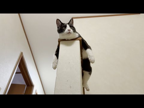 最近、太ってきたんじゃないかと噂される猫(YouTube)