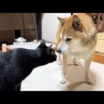 我が家で一番元気な黒猫くんが3歳になりました(YouTube)