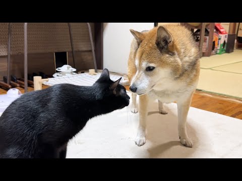 我が家で一番元気な黒猫くんが3歳になりました(YouTube)