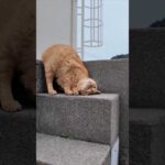 狭いけどどうしてもゴロンゴロンしたい猫 #ImpressedCatVideo #catisland #猫(YouTube)