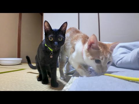 【猫旅館】旅館の部屋で寛いでいたら猫が遊びに来て楽しい(YouTube)