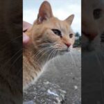 漁港にある小さな桟橋に座ると猫がやってきた #ImpressedCatVideo #catisland #猫(YouTube)