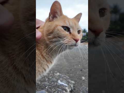 漁港にある小さな桟橋に座ると猫がやってきた #ImpressedCatVideo #catisland #猫(YouTube)